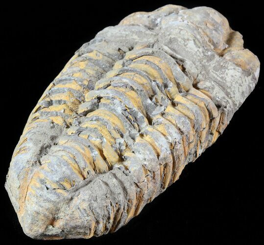 Calymene Trilobite From Morocco #49646